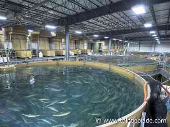 SEC filing: AquaBounty has sold off its Canadian assets