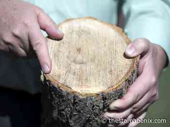 Saskatoon one step closer to expanding elm wood disposal program