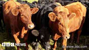 Abattoir reopening and expansion plans backed