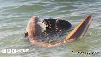 Seal filmed 'wrestling' with large eel in the sea