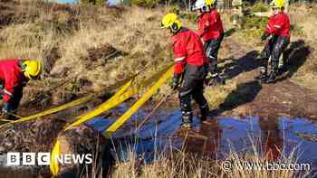 Pony rescued from marshland by specialist crews