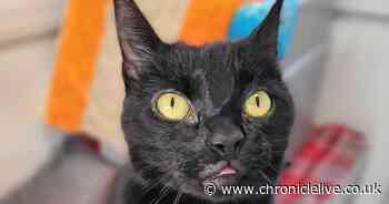 Cat who cannot blink due to facial paralysis looking for new home