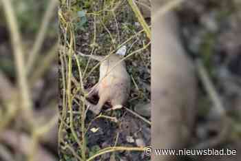 Animal Rights eist einde van plezierjacht na beelden van stervend reekalfje