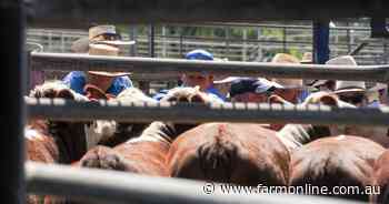 Processor cow market falls off a cliff but don't read too much into that