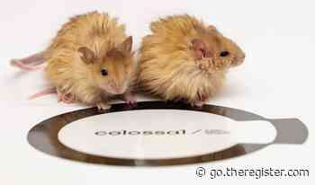 Scientists create woolly ma-mouse by looking at mean genes from the Pleistocene