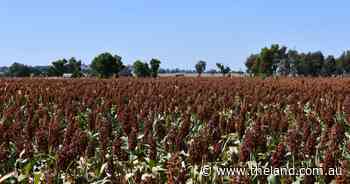 Skyrocketing yields for sorghum in western NSW despite patching rain
