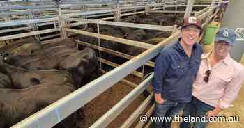 Buyers could 'ride the market' at upcoming feature weaner sales across NSW