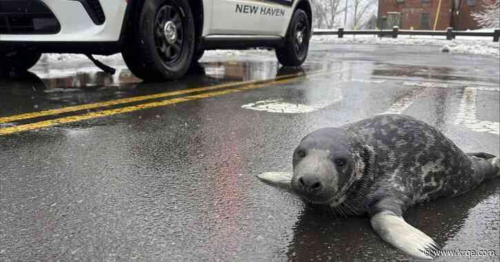 'Chappy', the baby seal rescued from a Connecticut street, has died
