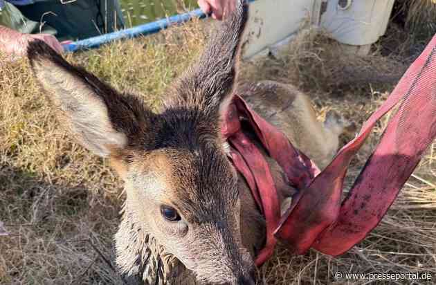 FF Bad Salzuflen: Feuerwehr rettet Reh aus Gartenpool / Der nächste kuriose Tiereinsatz für die Feuerwehr Bad Salzuflen. Die Einsatzkräfte können durch schnelles Eingreifen schlimmeres verhindern