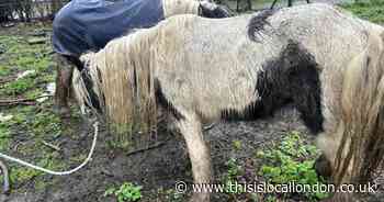 Man banned from having animals after leaving two underweight cobs in Erith field