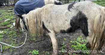 Man banned from having animals after leaving two underweight cobs in Erith field