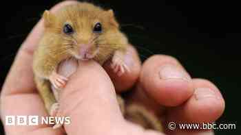 Rare mammal spotted and 55 anniversaries celebrated in same town