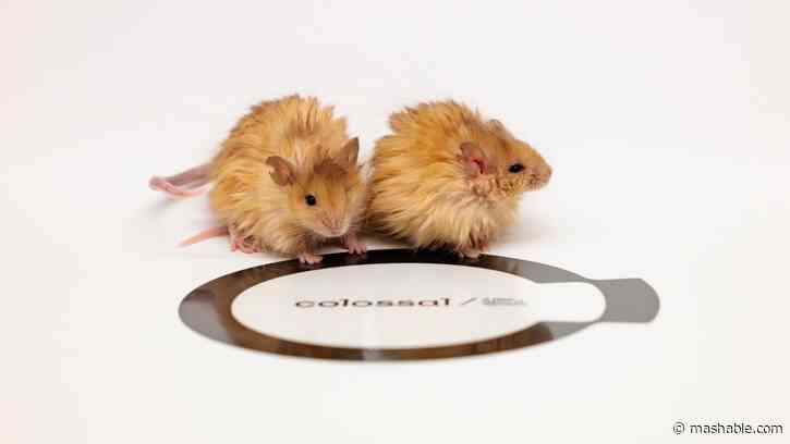 Scientists accidentally created the cutest mouse in the world