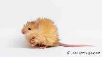 Scientists genetically engineer mice with thick hair like the extinct woolly mammoth