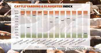 Firmer cattle prices as market adjusts to high supply and varied seasonal conditions