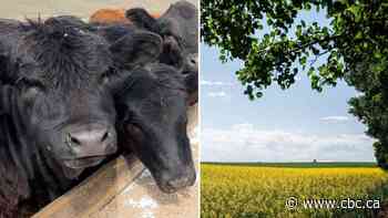 'Devastated' and 'incredibly disappointed': Alberta beef and canola to be hard hit by Trump tariffs