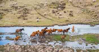 Brumby population plummets in Kosciuszko, closer than ever to 2027 goal