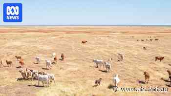 Bailout of embattled WA cattle company in limbo amid court action