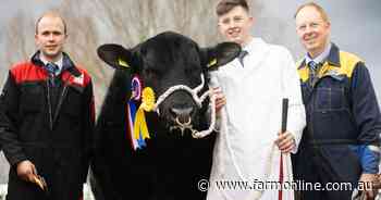 Beef crossbreeding booms in the UK: Why the Aberdeen-Angus is at the centre