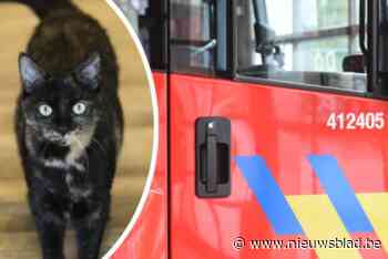 Drie katten moeten zuurstof krijgen na brand in appartementsgebouw