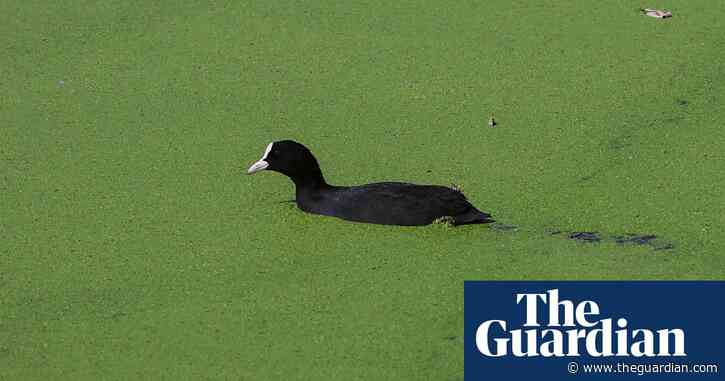 Fast-growing duckweed can go from garden menace to nutritional dish