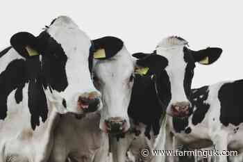 Researchers seek over 50 dairy farms for emissions project