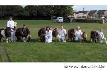 Hier zijn in 45 jaar achttien Belgisch winnaars gefokt: “Onze stoeterij van shetlandpony’s groeide uit tot een kampioenenstal”