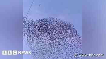 Moment falcon hunts starlings during mumuration