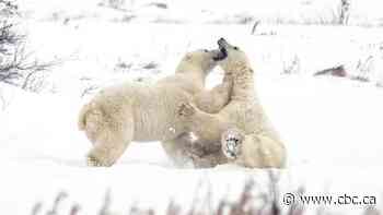 Manitoba cancels polar bear ecotourism permits for company owned by PC leadership candidate