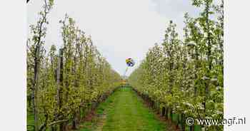 "Het hoeft maar één nacht flink te vriezen tijdens de bloeiperiode"