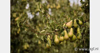 "Met de huidige stocks is overaanbod richting einde van het seizoen onmogelijk"