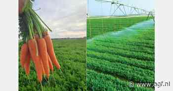 "Vraag naar Egyptische wortelen trekt eindelijk aan"