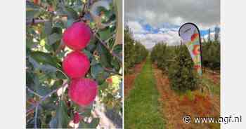 "Haast bij veredeling steenfruitrassen kan teler de kop kosten"