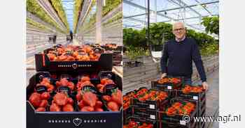 Lambadaseizoen bij Beekers Berries weer begonnen