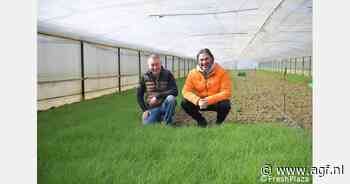 "Monniksbaard kondigt de lente aan"
