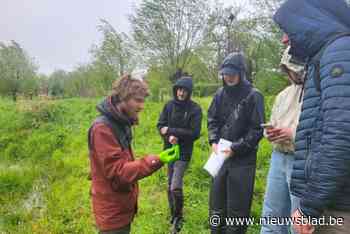Onderzoekers UGent onthullen unieke rijkdom aan flora en fauna in het Aelmoeseneiebos: “Zal ons helpen bij het beheer”