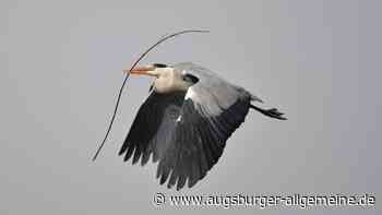 Im Frühling haben die Graureiher am Plessenteich viel zu tun