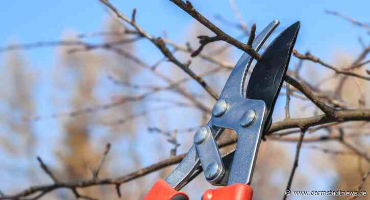 Kostenfreie Abholung von Grünabfällen durch den EAD – Terminreservierung telefonisch oder über das EAD-Kundenportal