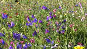 Mitmachaktion: Gartenbesitzer haben schon Tausende neue Blumenwiesen geschaffen