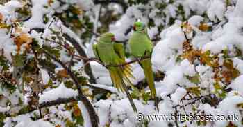 Animal lovers left giggling over parrots' reaction to seeing snow for first time