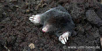 Happy Gardening: Geht bald wieder los: Wie man Maulwürfe vertreiben kann - oder mit ihnen leben?