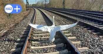 Hannover: Schwan löst Streckensperrung am Maschsee aus - S-Bahnbetrieb eingestellt