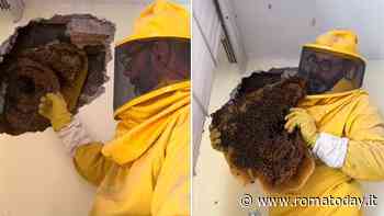 Quartiere Africano, le api invadono l’appartamento: dentro al muro si nascondeva un grosso alveare