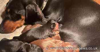 Cambridgeshire sausage dog gives birth to world record-tying litter of puppies