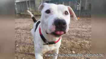 Neues aus dem Tierheim Wolfenbüttel: Elli sucht erfahrene Halter