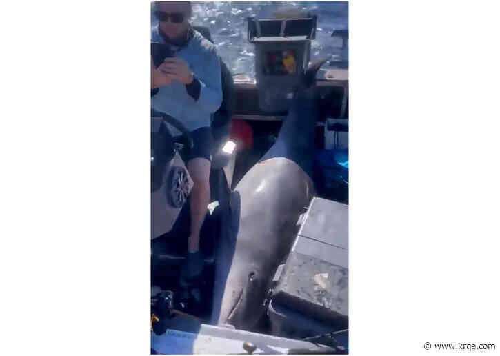 Watch: Fishermen rush to save 900-pound dolphin that landed on their boat