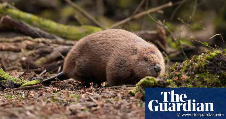 ‘I feel real hope’: historic beaver release marks conservation milestone in England