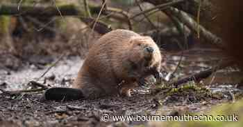 Beavers released into wild in Dorset during 400 year first