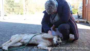 Zwischen Hunden und Katzen im Tierheim: Harz-Kurier-Redakteurin packt an