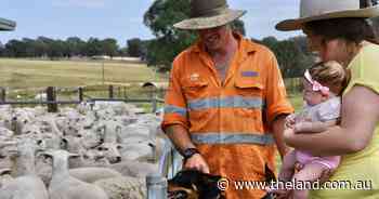 Goat country to high growth lambs: the young family living double lives